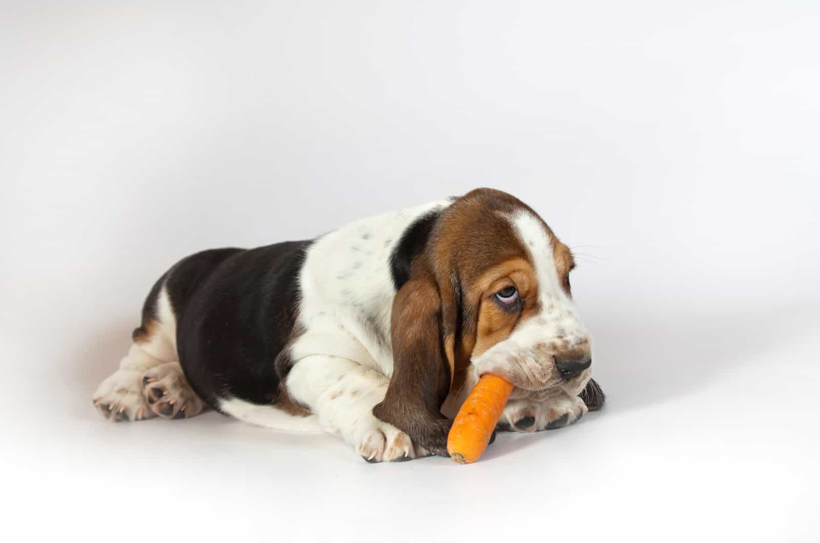 basset hound eating a carrot