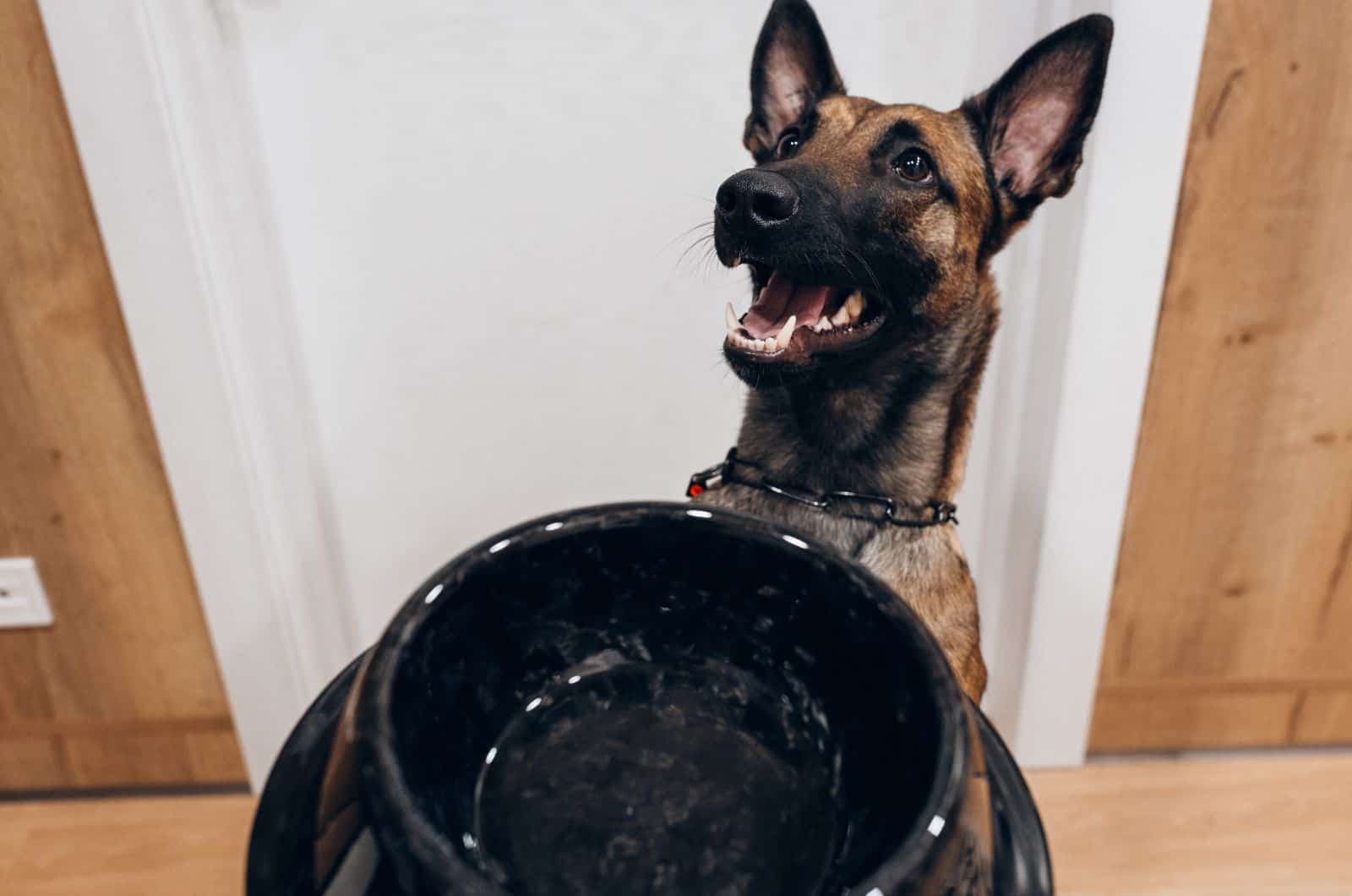 Belgian Malinois and empty bowl