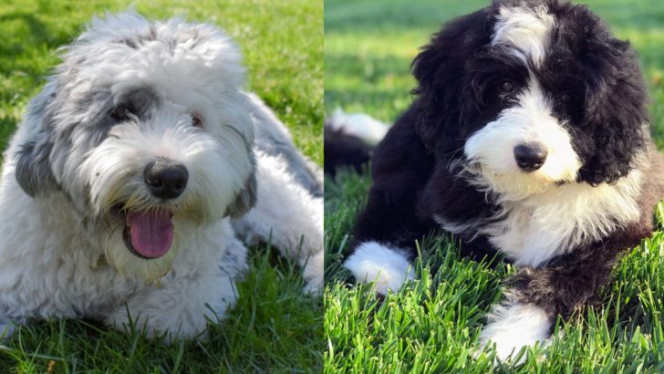 Bernedoodle Vs Sheepadoodle: Which Is The Better Dog Breed