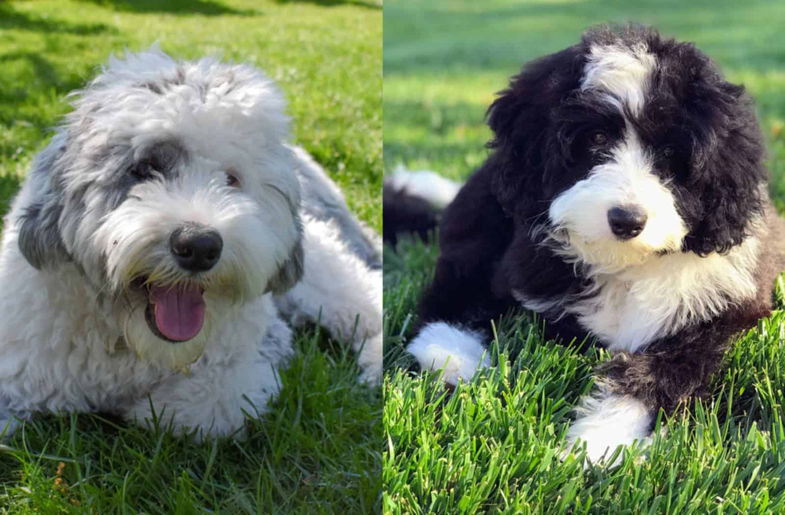 bernedoodle vs sheepadoodle