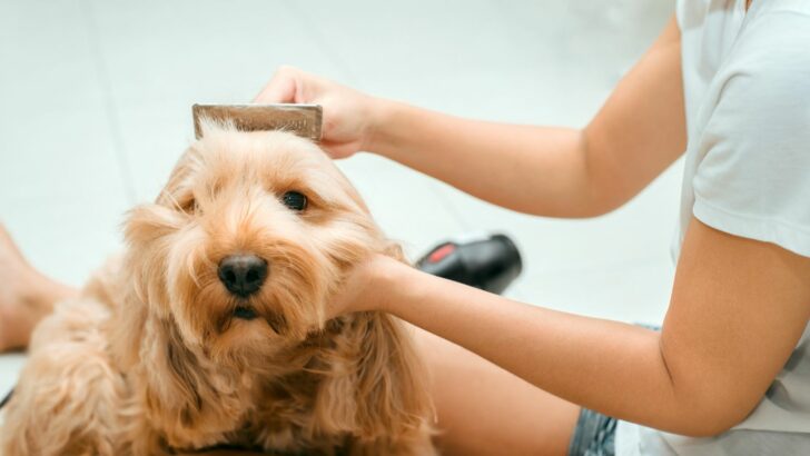 Best Brush For A Cockapoo: 15 Brushing Tools For Your Pet