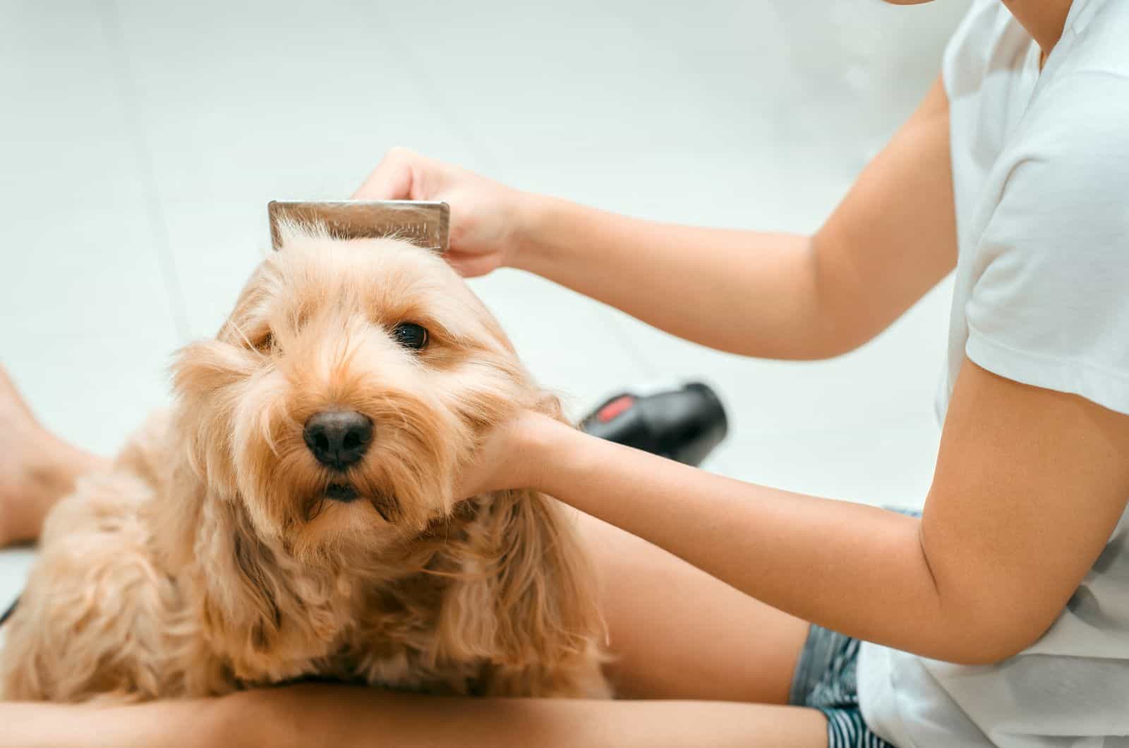 owner brushing Cockapoo