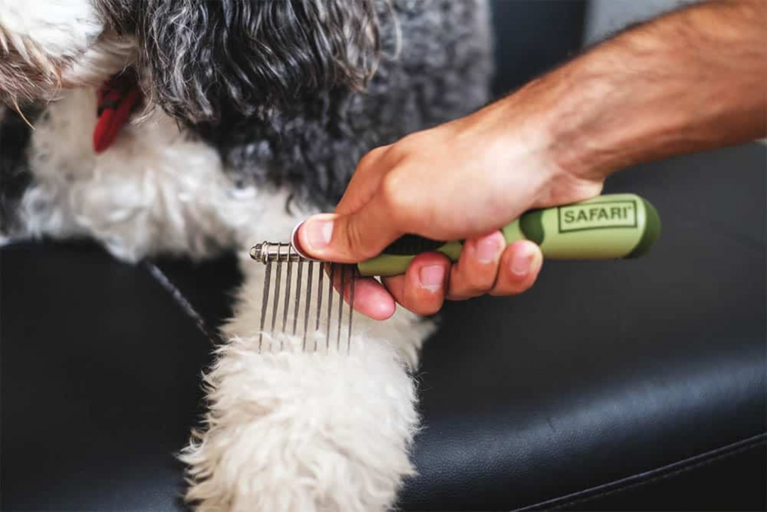 11 Best Dog Brushes For A Sheepadoodle No More Mats