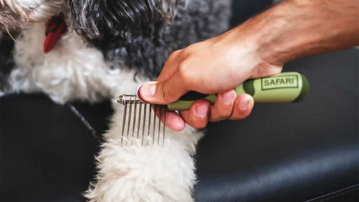Best Dog Brush For A Sheepadoodle: No More Mats And Knots