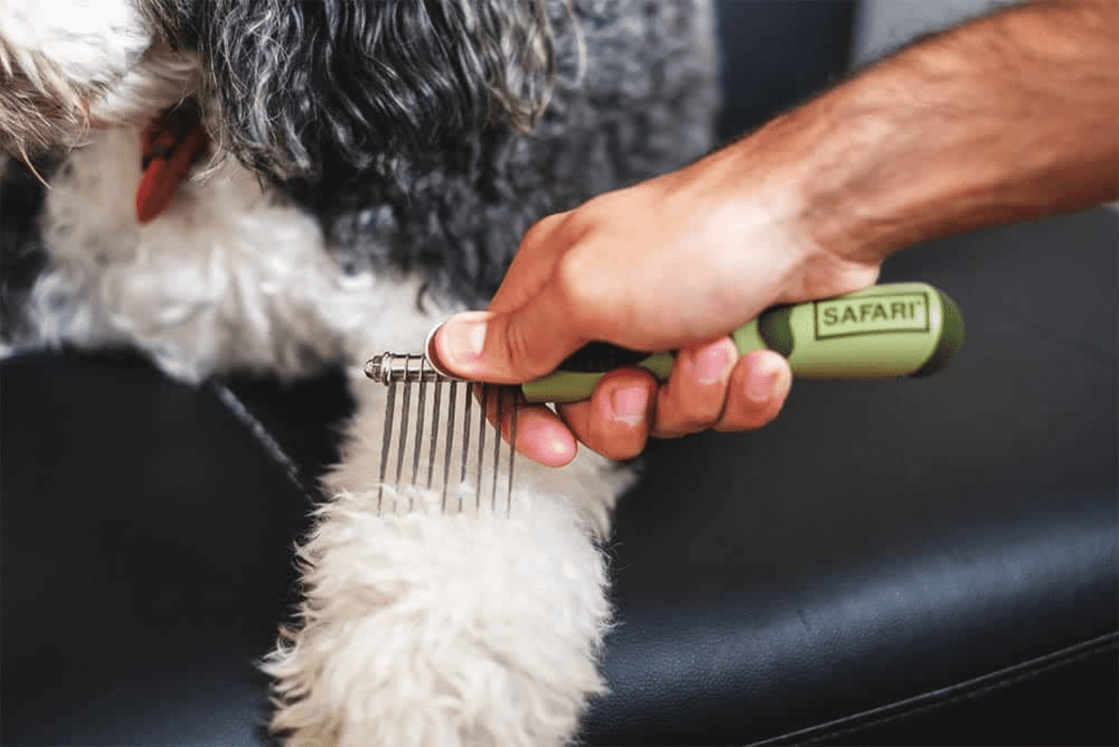 female brush Sheepadoodle