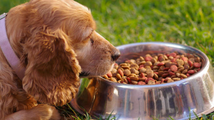 Best Dog Food For A Cocker Spaniel: Top 18 Choices For Your Pup