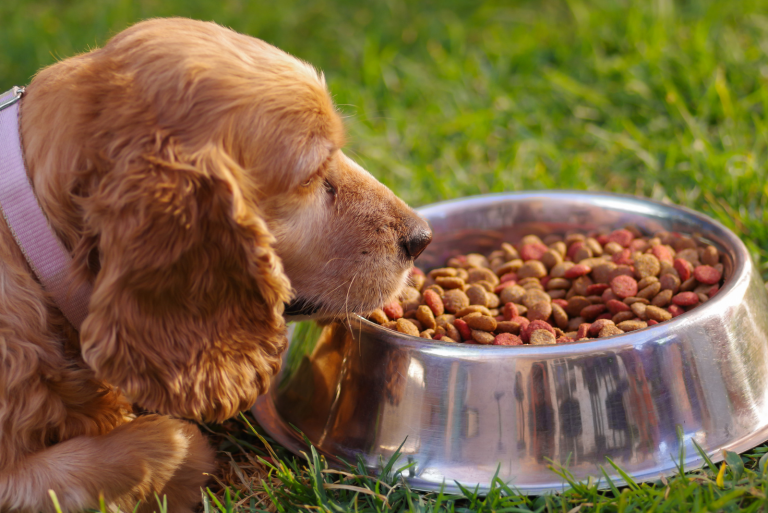 cocker spaniel dog sits next to a bowl of food