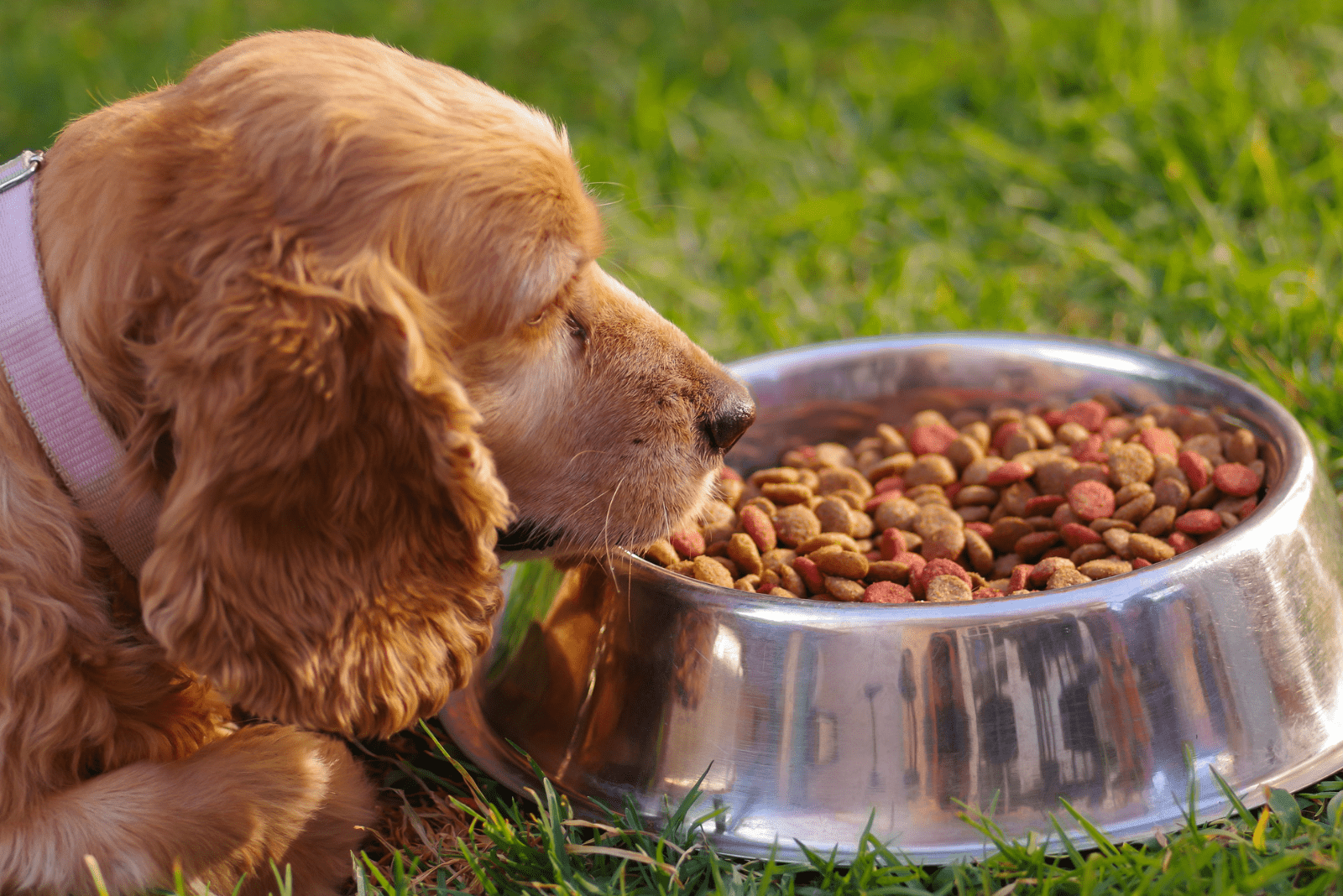 cocker spaniel dog sits next to a bowl of food