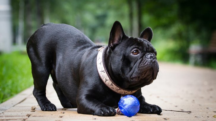 Black French Bulldogs: Why Are They So Interesting?