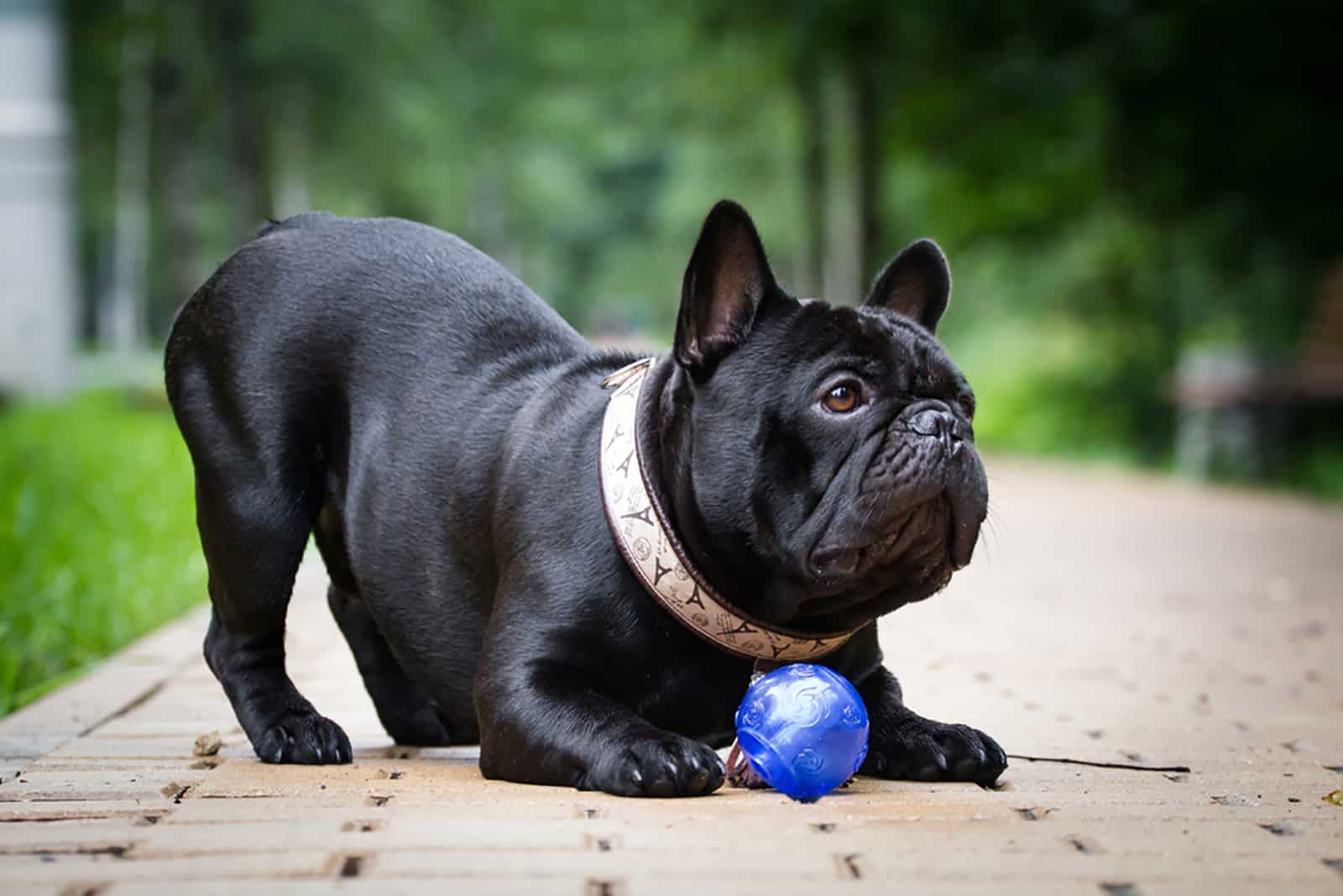 black french bulldog playing with a ball