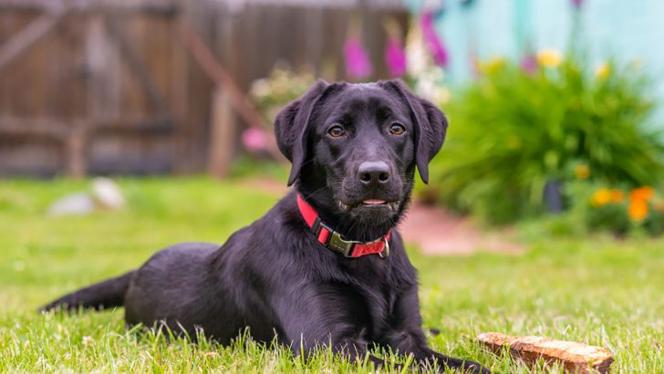 Black Lab Breeders: Top 6 Choices In The USA