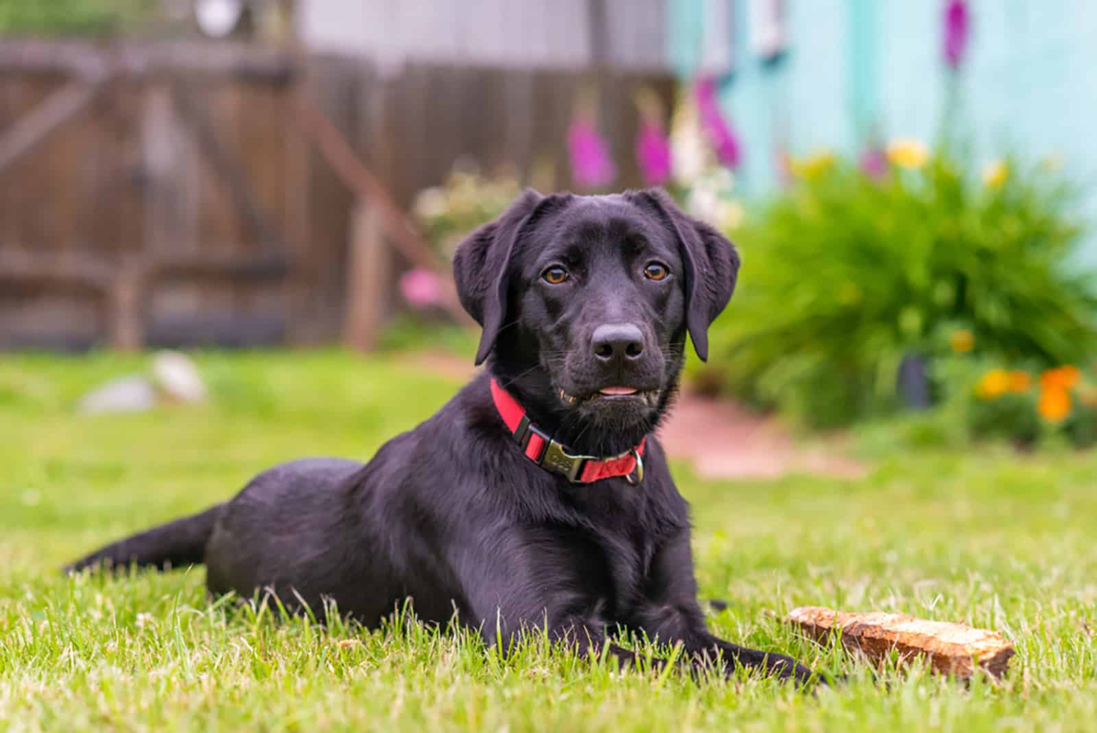 black labrador lies on grass