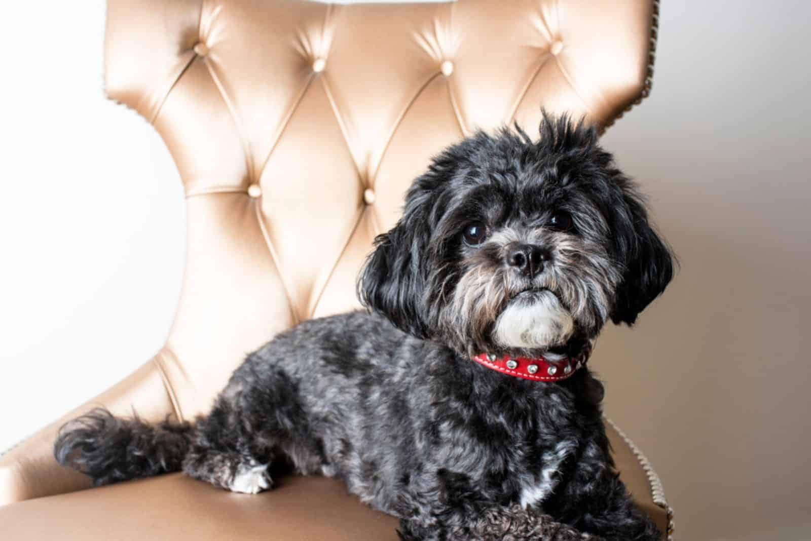 black maltese dog sitting on the chair
