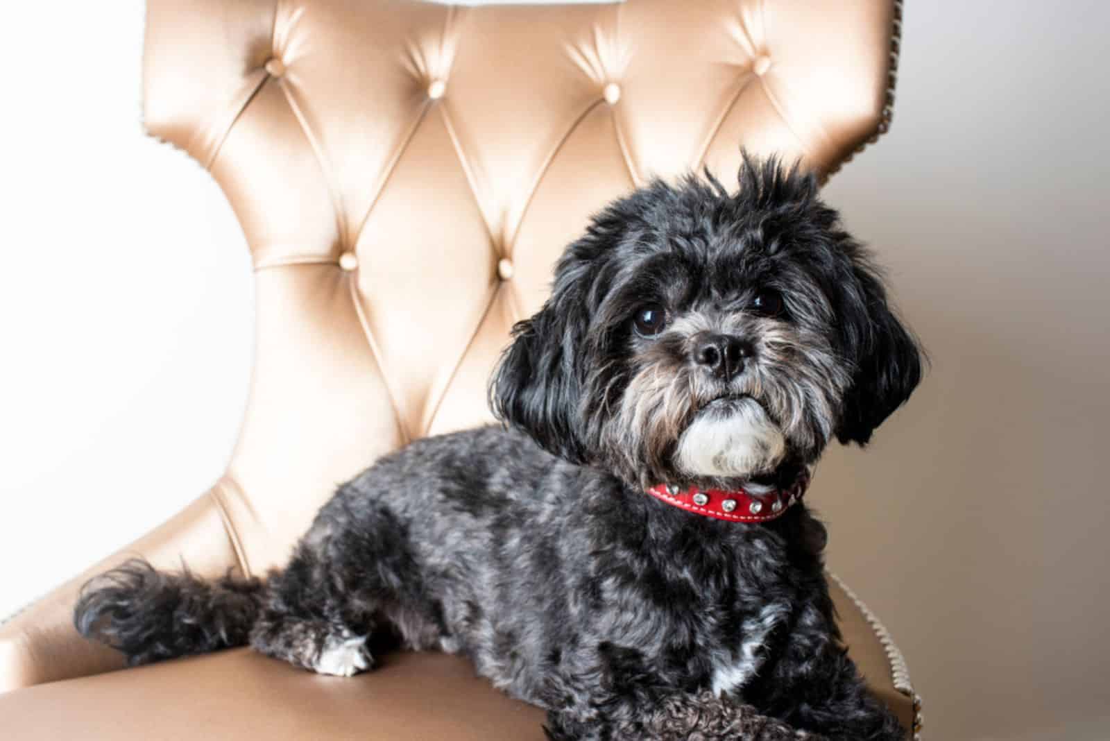 Black Maltese Puppies