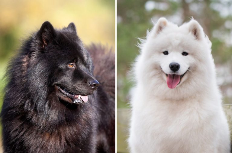 eurasier and samoyed