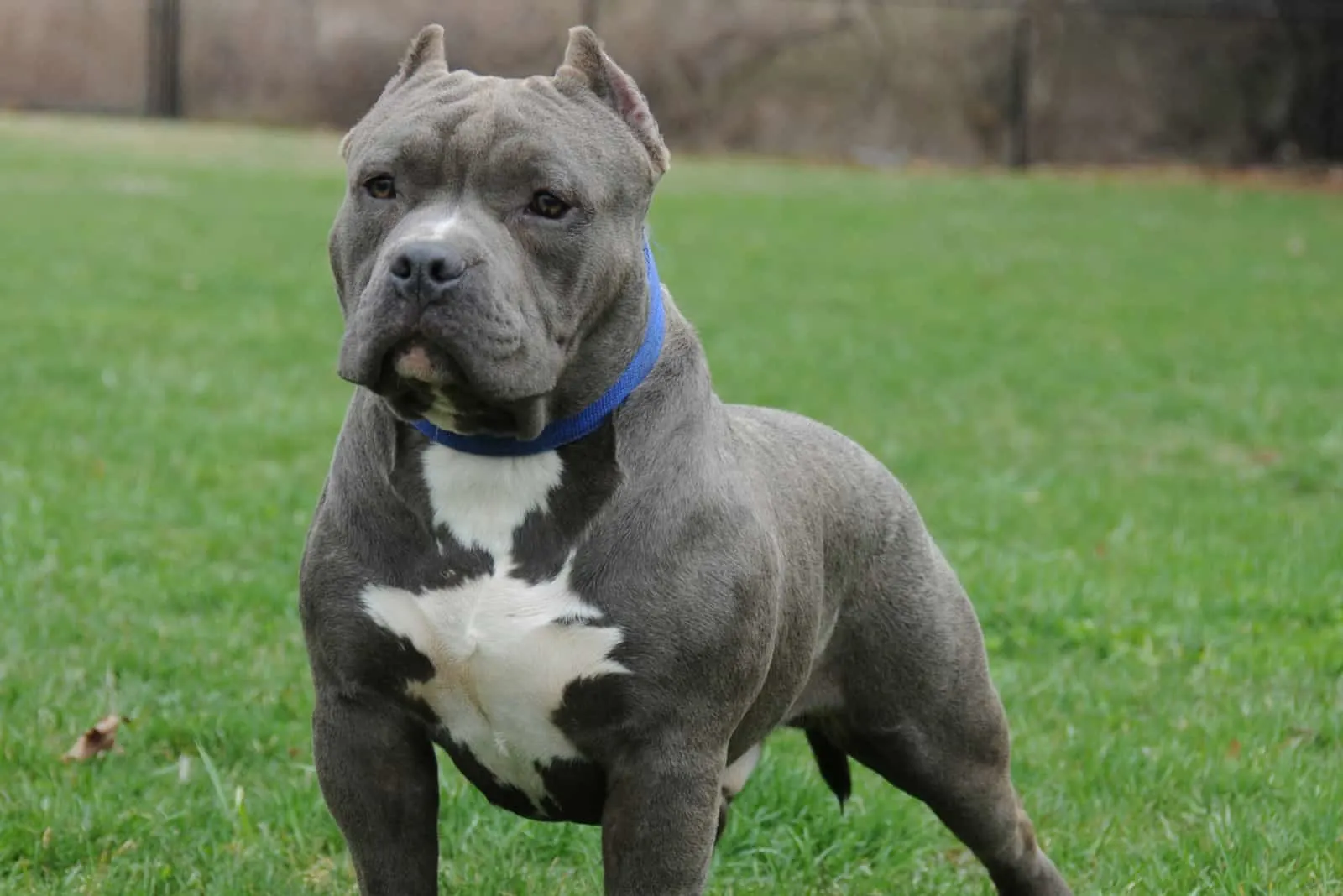 Blue American Bully standing on grass looking away