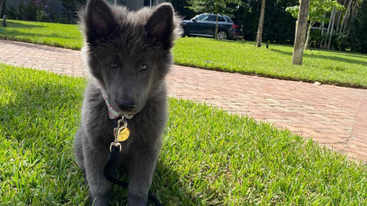 Blue Bay Shepherd Breeders: The One And Only