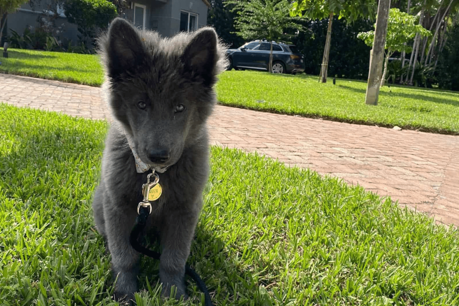 Blue Bay Shepherd puppy sitting on the grass