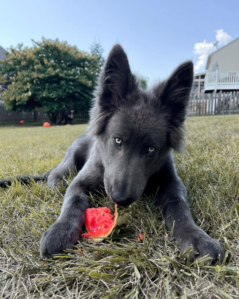 Blue Bay Shepherd Breeders The One And Only