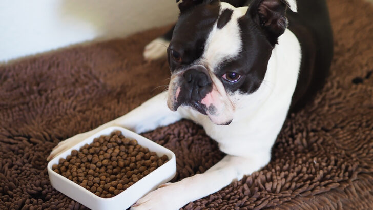 Boston Terrier Feeding Chart: The Bostie’s Diet Info