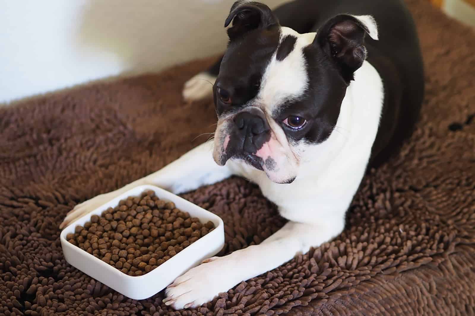 boston terrier dog lying beside bowl with dry food