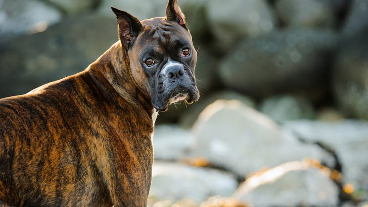 Boxer Ear Cropping: A Necessity Or Not? Let’s Discuss