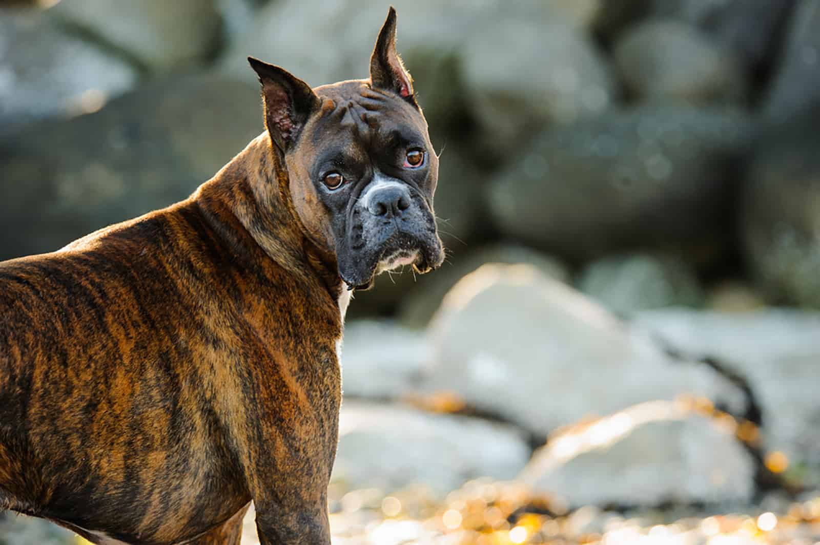 boxer dog with cropped ears