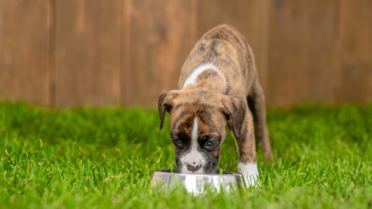 Boxer Feeding Chart: All There Is To Know