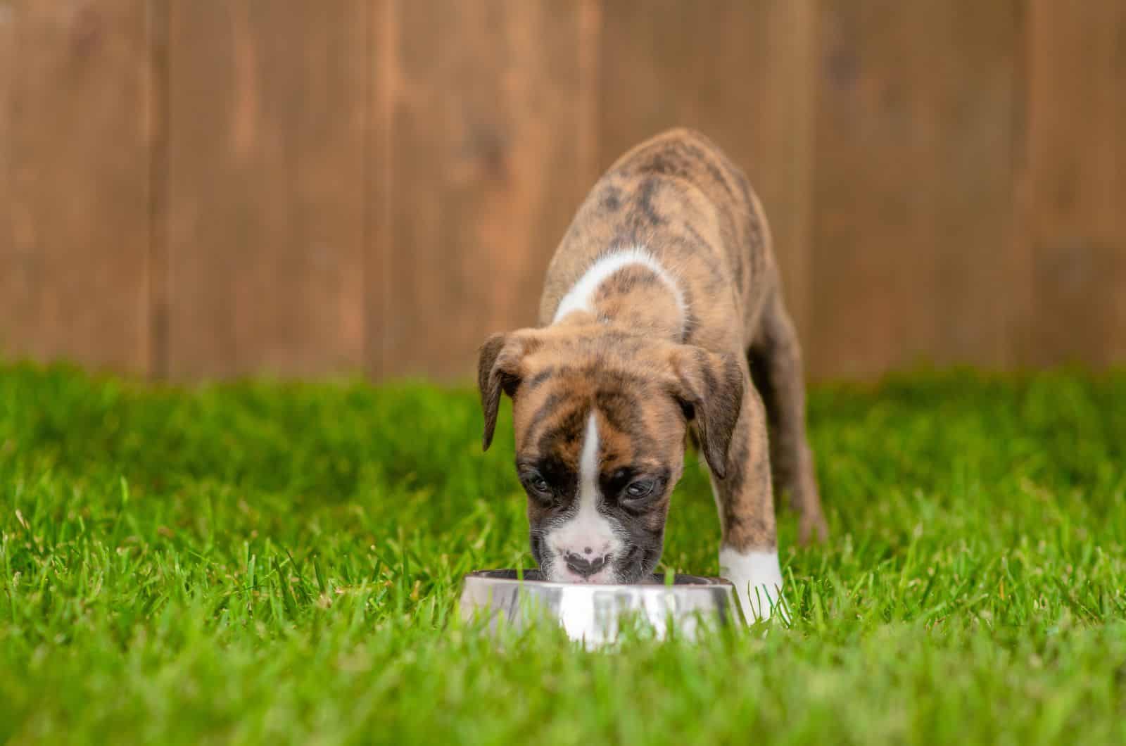 Boxer eating outside