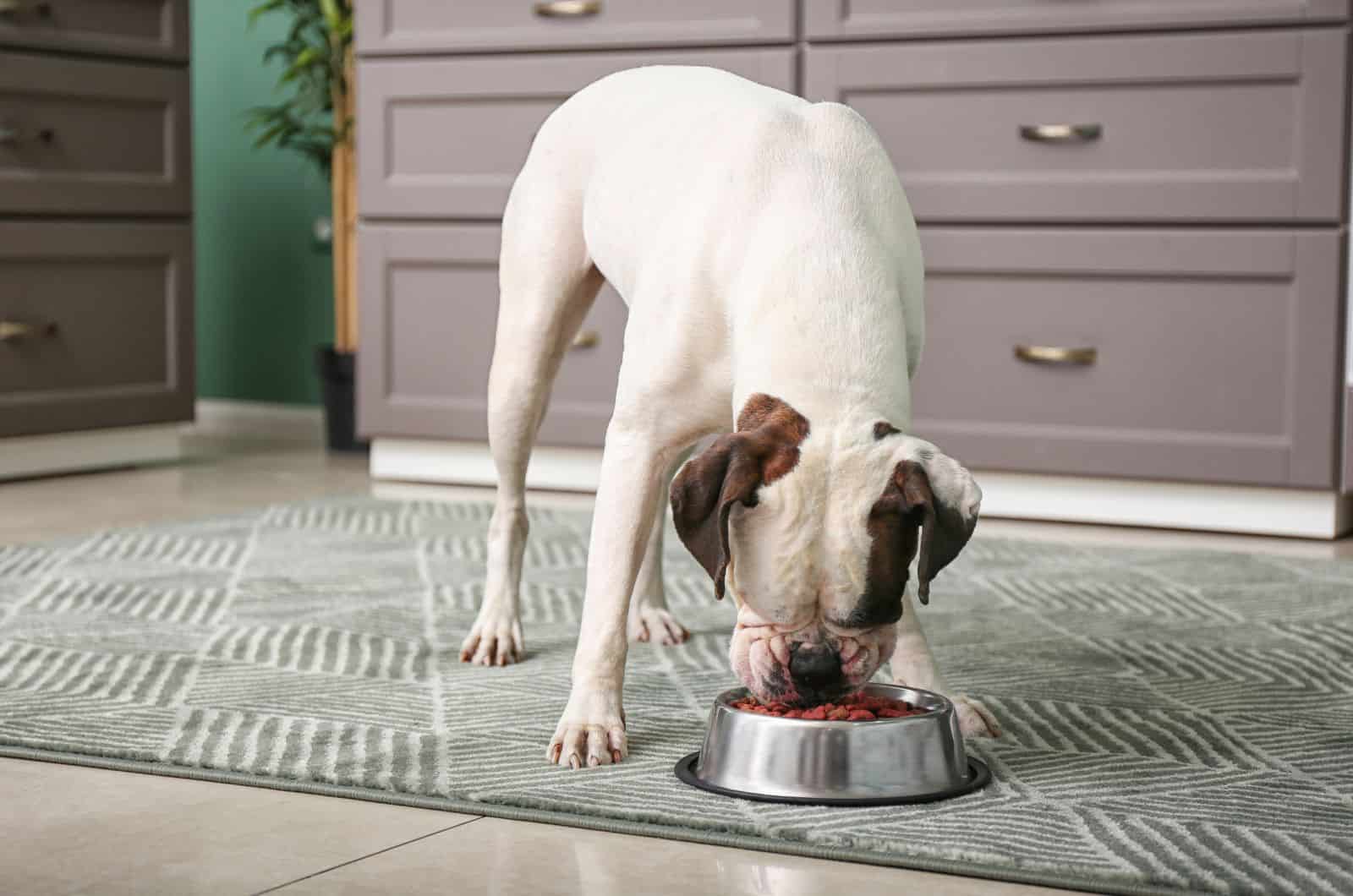 Boxer eating from bowl on carpet