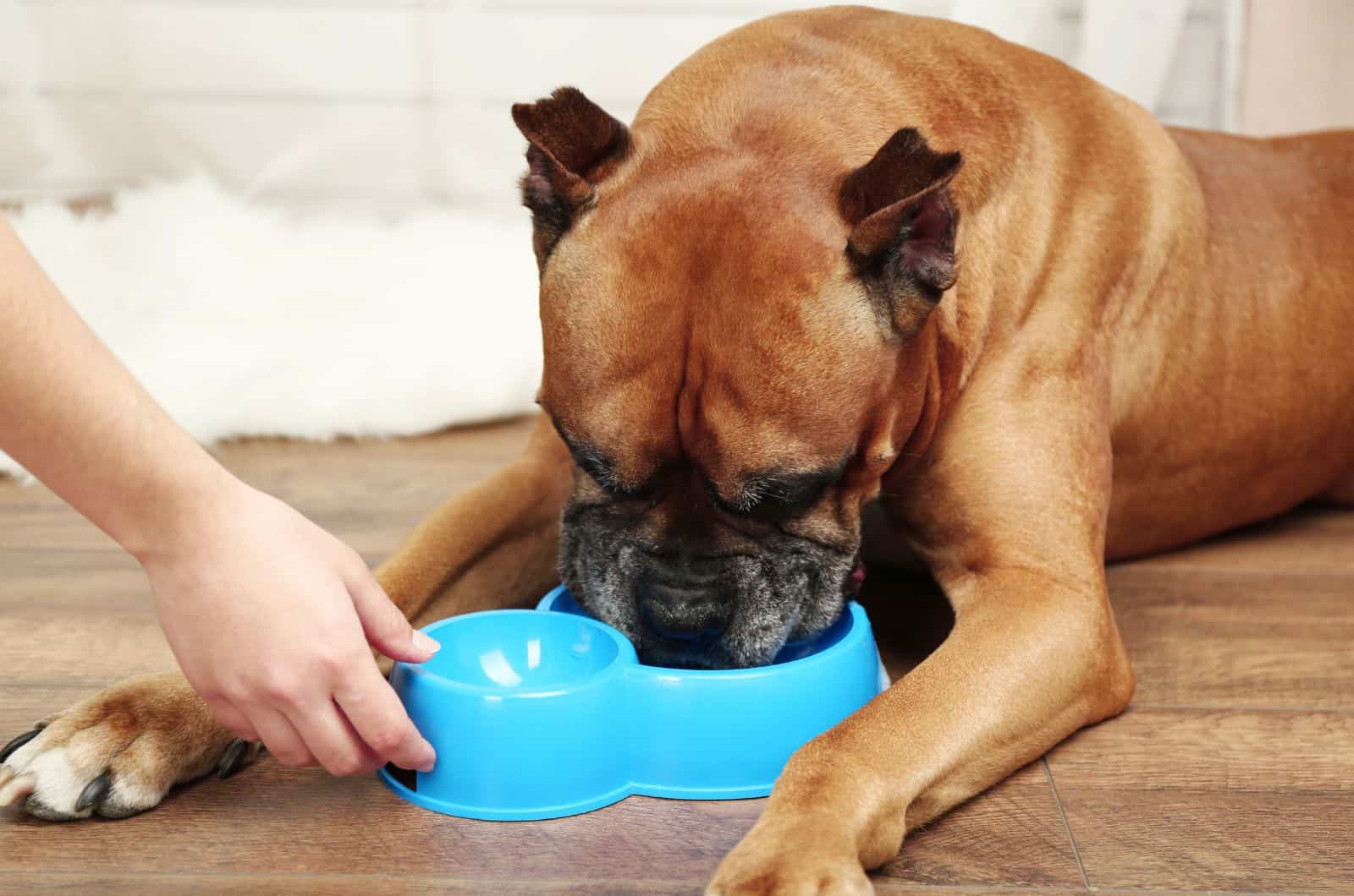 Boxer eating out of blue bowl