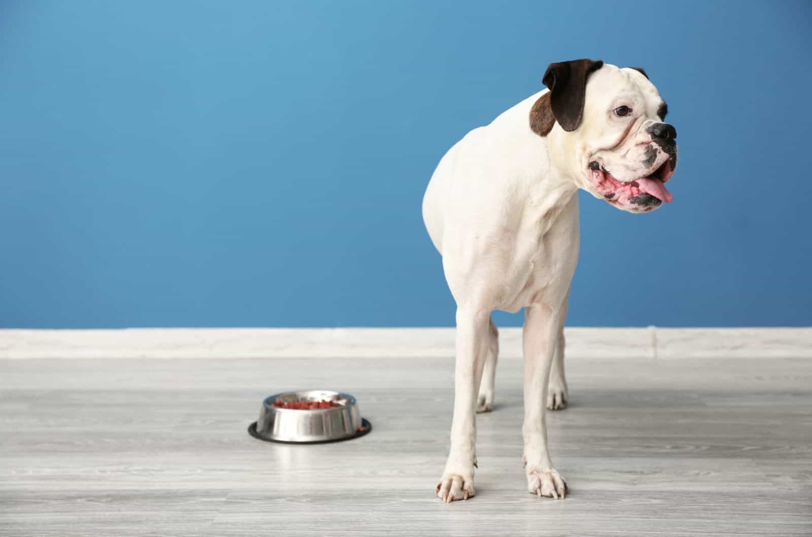 Boxer standing by bowl