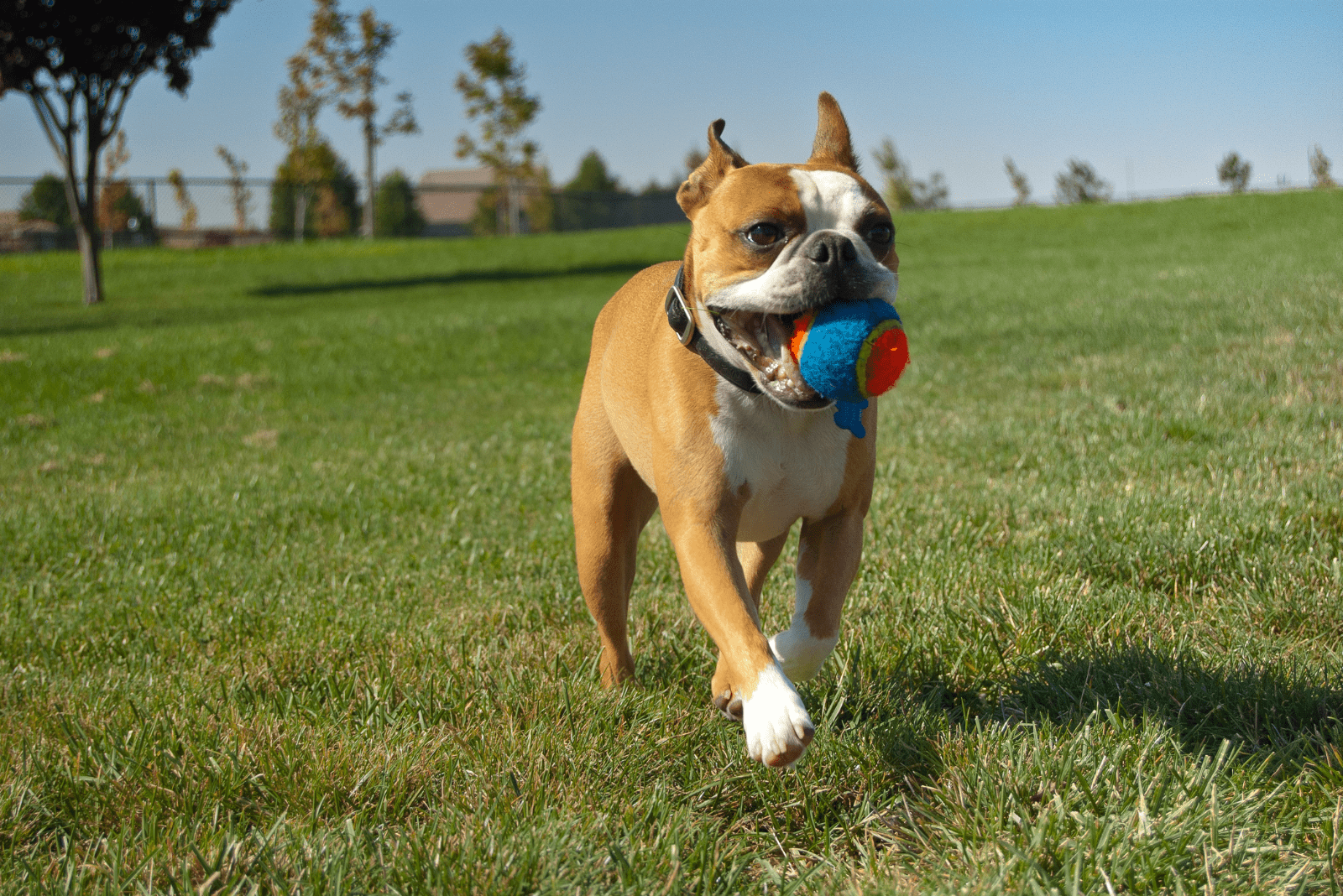 Brown Boston Terrier running with a ball in his mouth