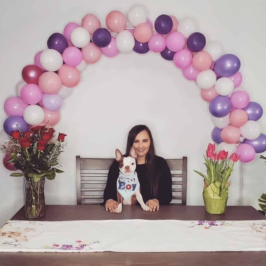 Brown Boston Terrier is celebrating his birthday