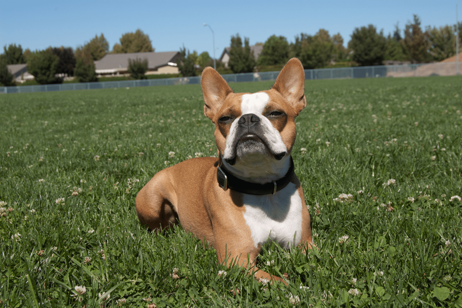 Brown Boston Terrier lying in the grass