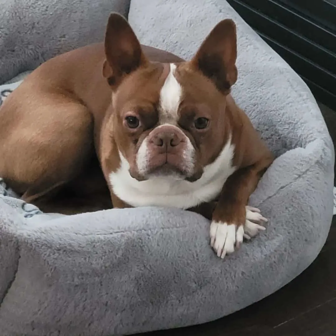 Brown Boston Terrier lying on his bed