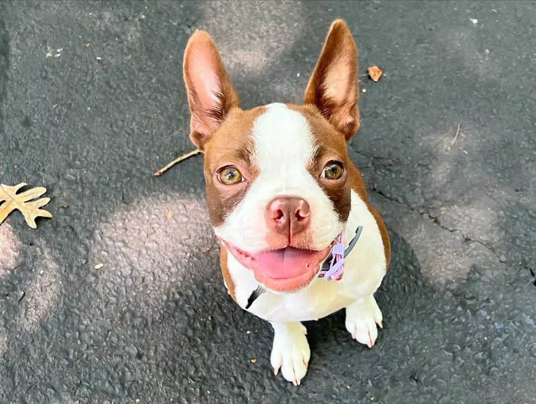 Brown Boston Terrier sitting on the sidewalk and looking at the camera