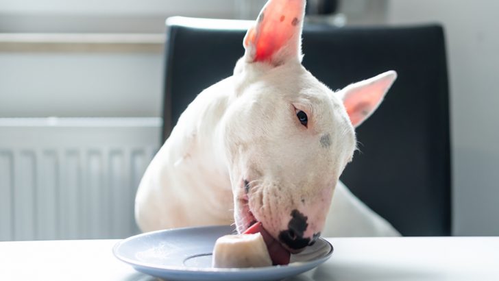 Bull Terrier Feeding Chart: A Guide To Healthy Weight Gain