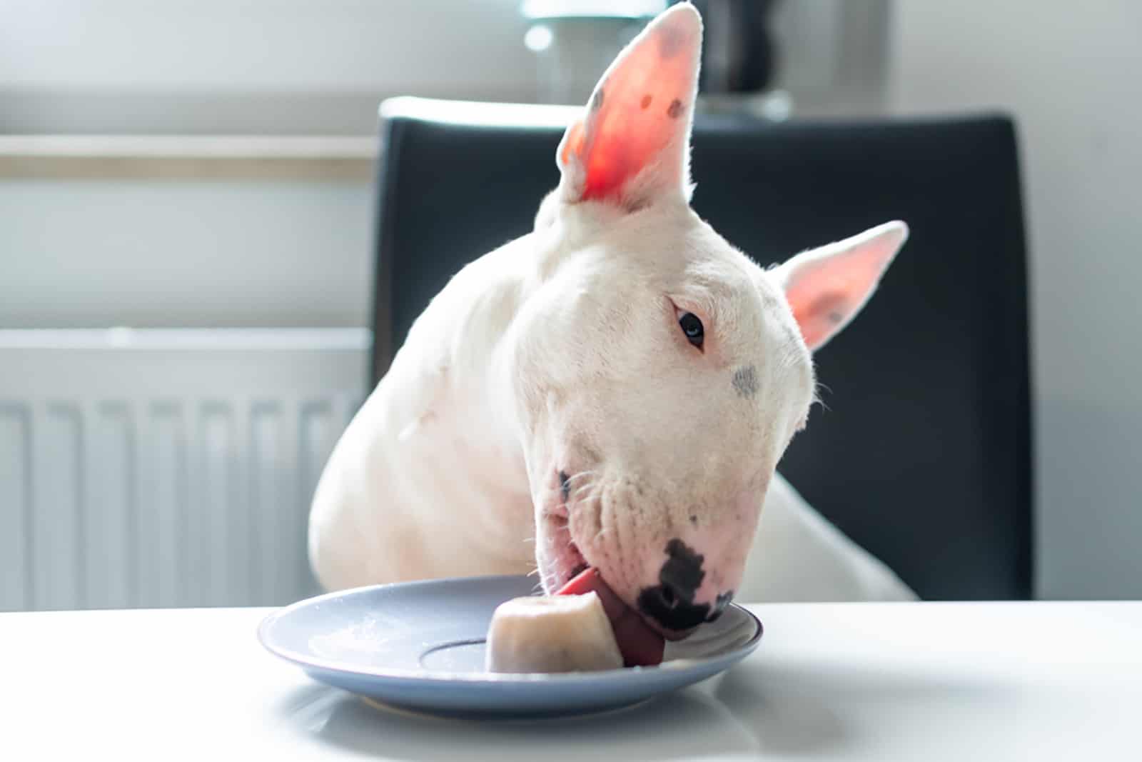 bull terrier dog sitting on the chair and eating