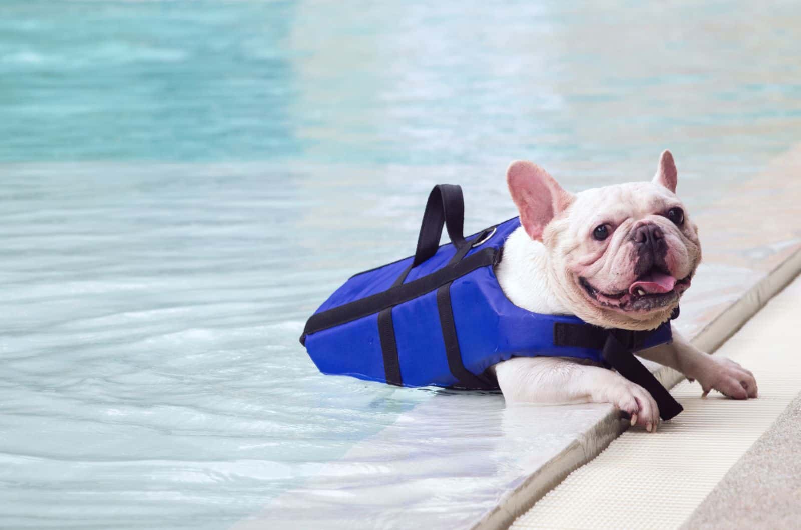 Bulldog in life jacket