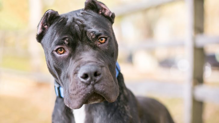 Bully Ear Cropping: A Barbaric Method Or A Bare Necessity?