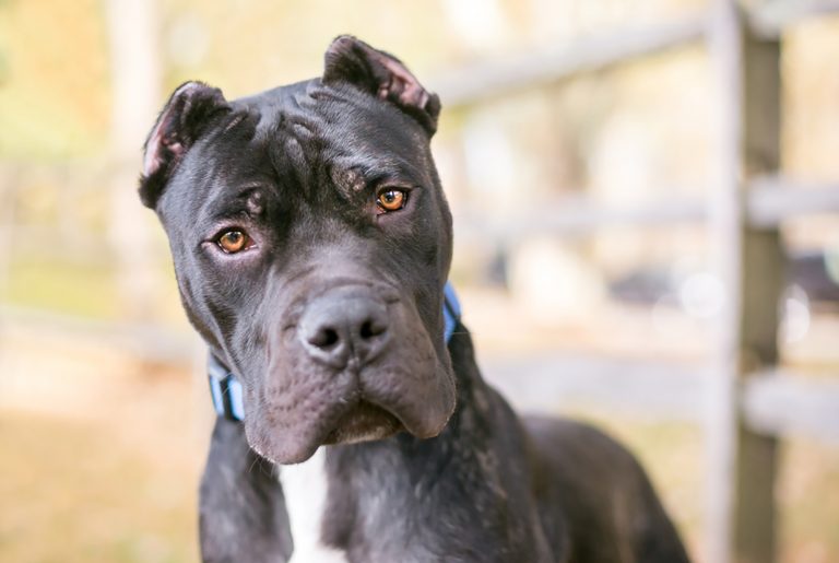 presa canario dog with cropped ears