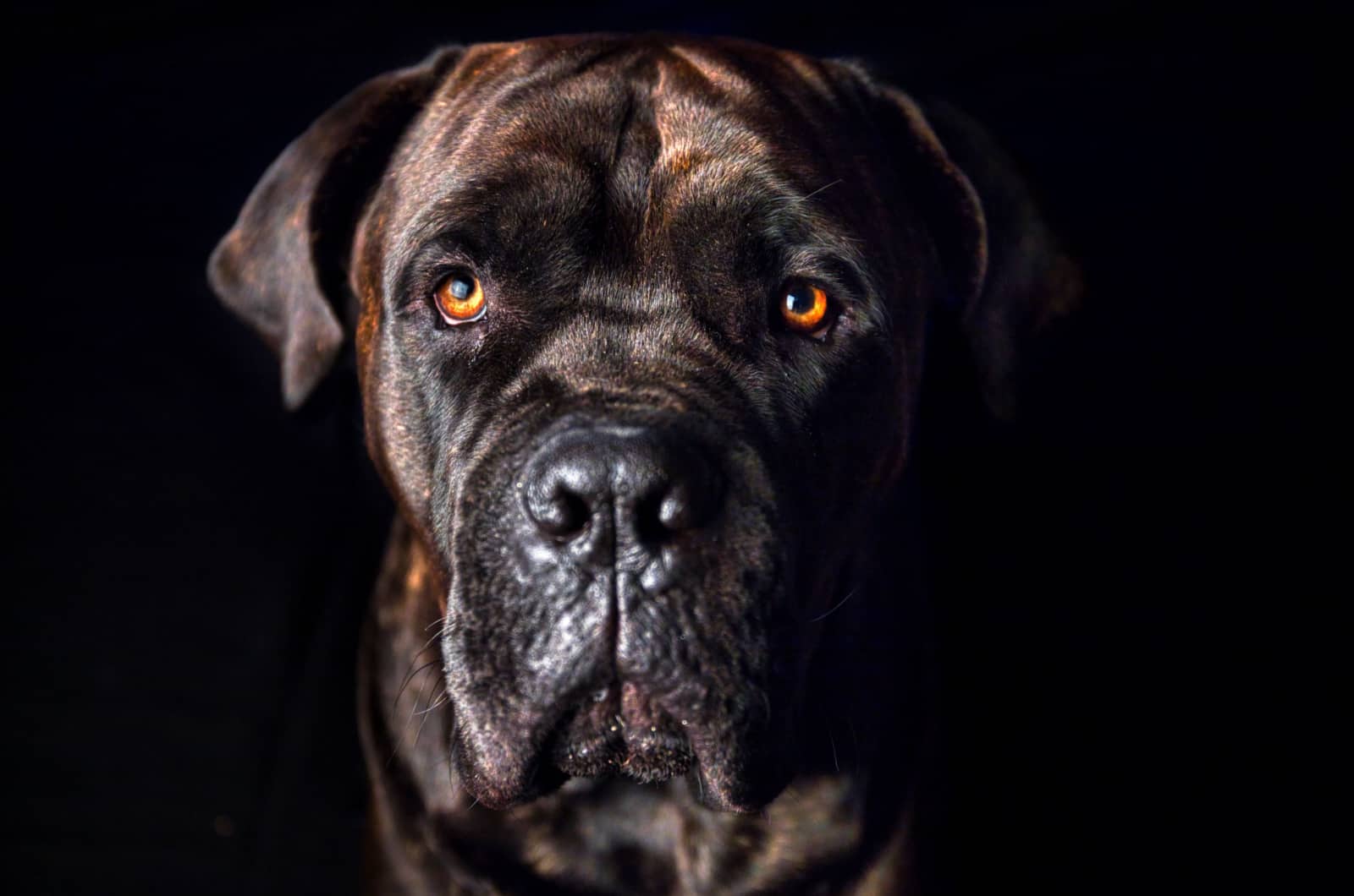 portrait of a cane corso