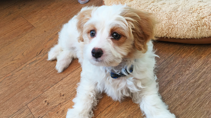 Cavachon Growth Chart: How Big Cavachons Get?