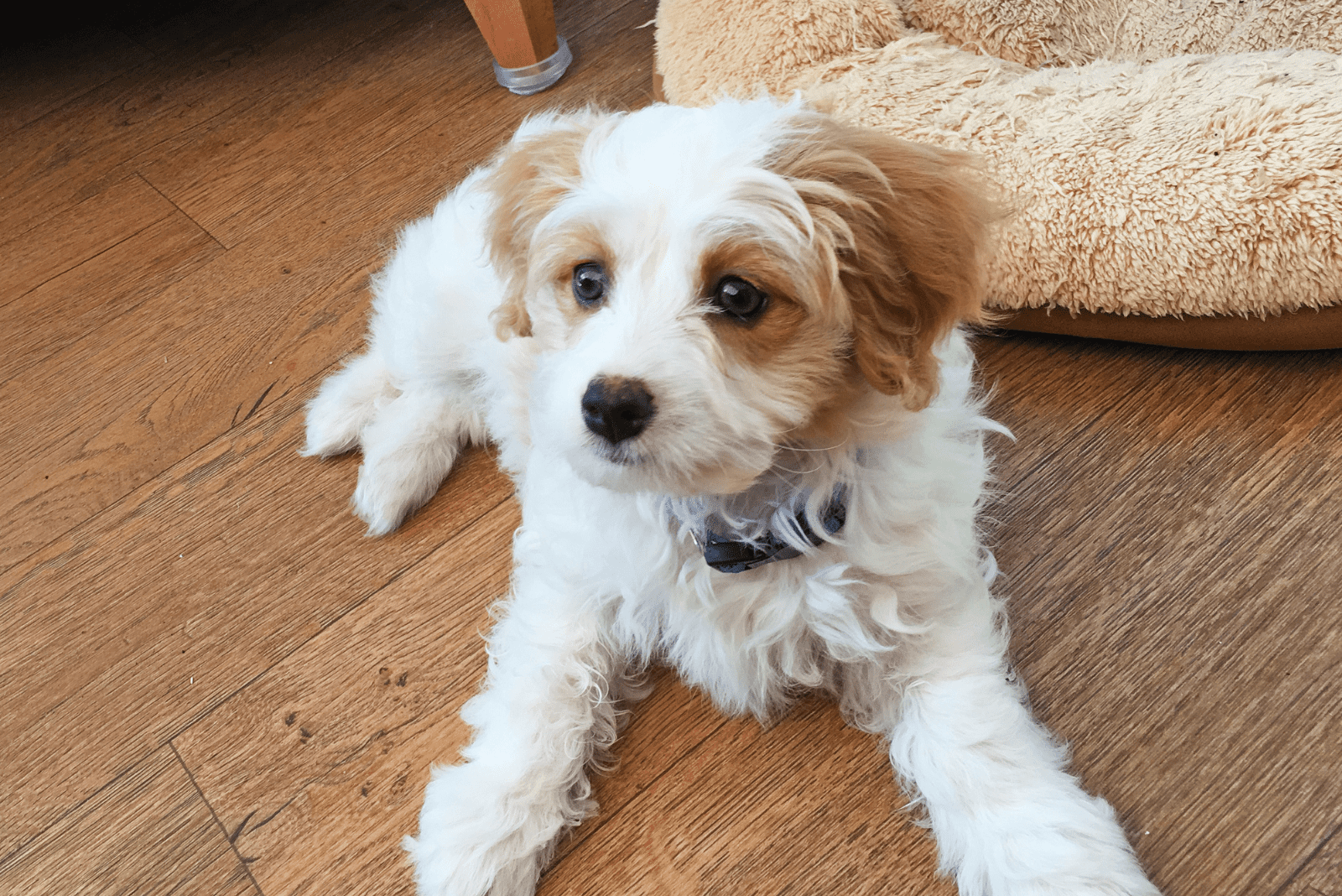 Cavachon lies on laminate
