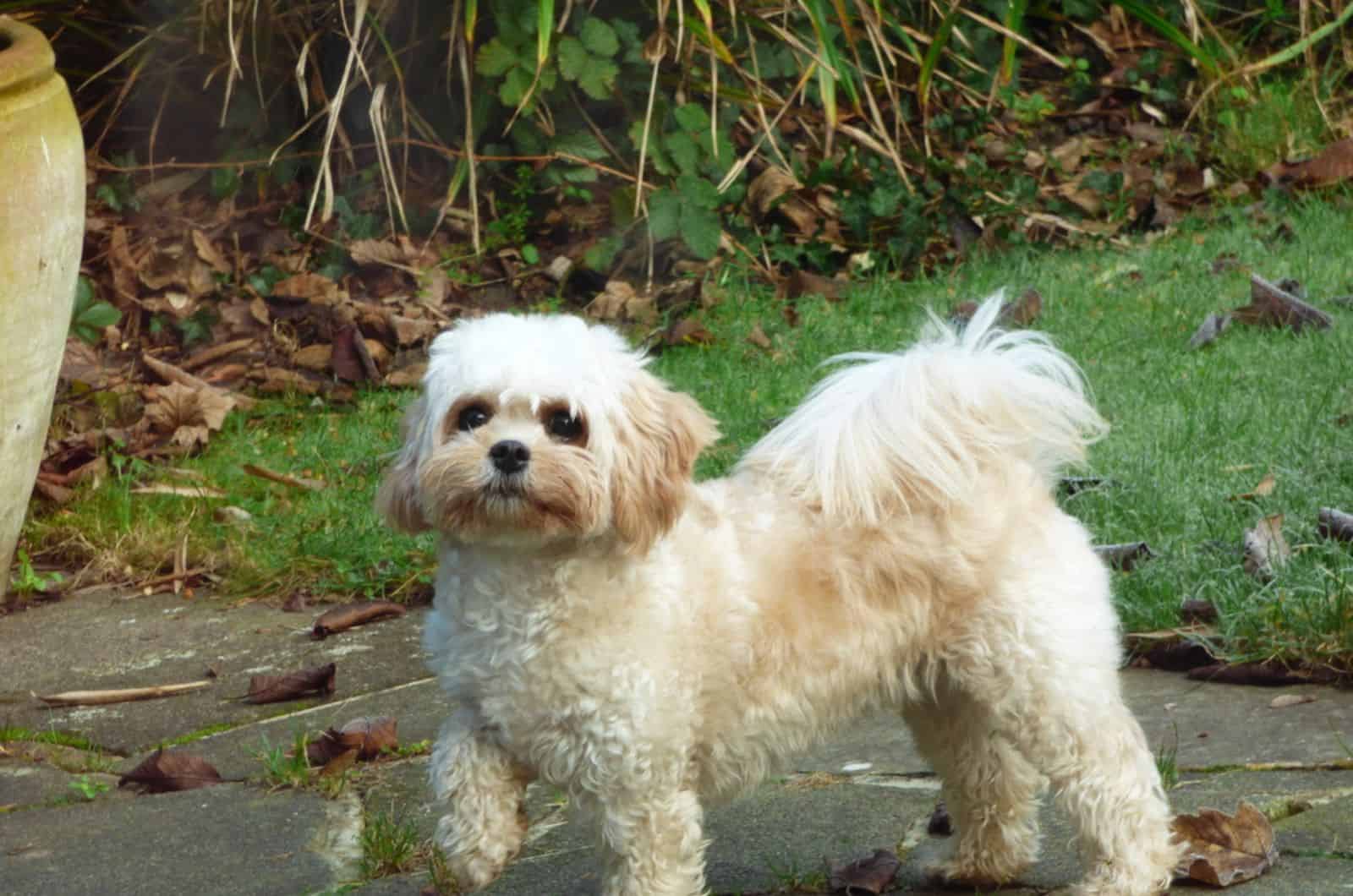 Cavachon Standing outdoor