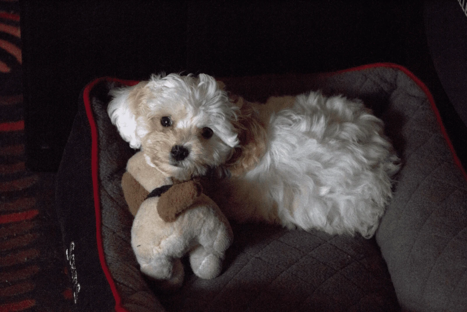 Cavachon is lying on his pillow