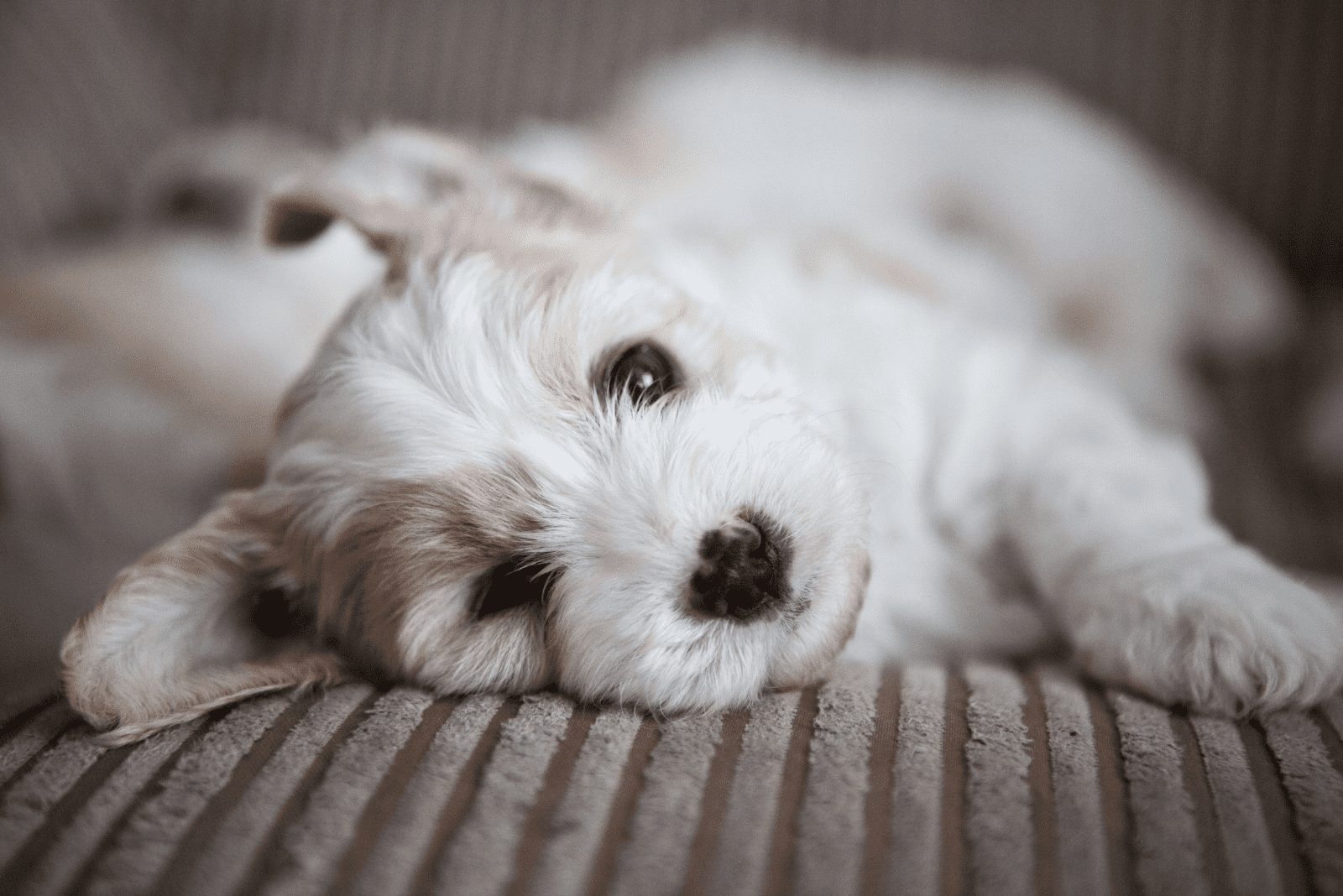 Cavachon is lying on the couch