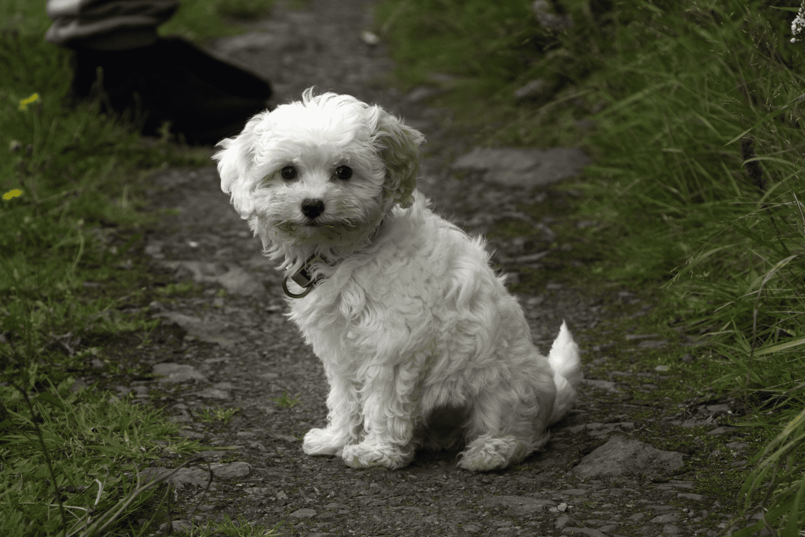 Cavachon sits and looks ahead