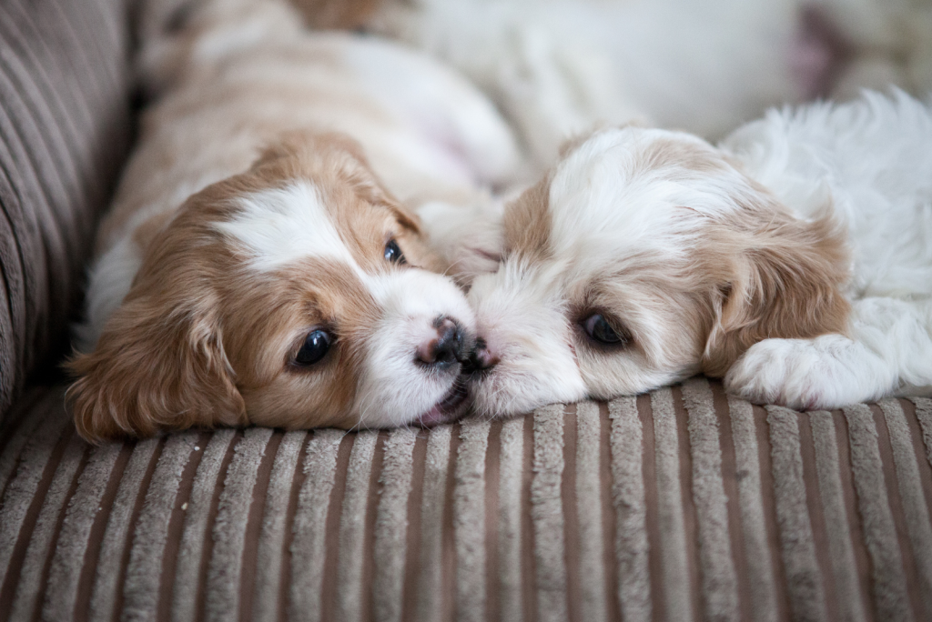 Cavachon Growth Chart: How Big Cavachons Get?